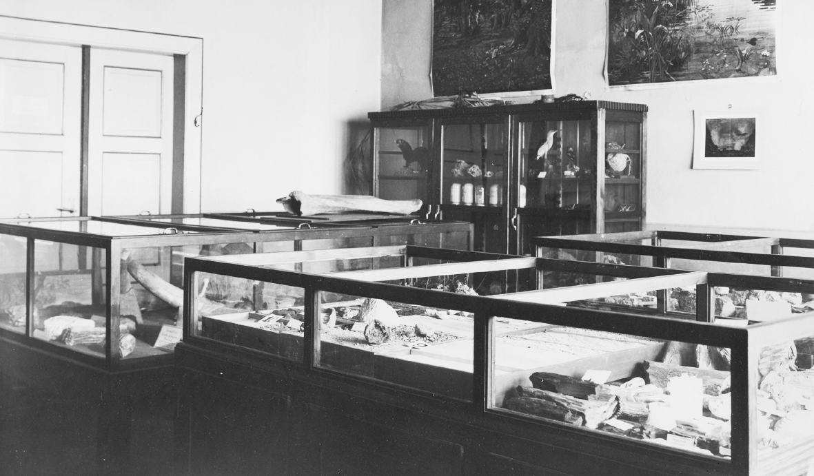 Przedwojenna ekspozycja szczątek zwierząt w Muzeum w Raciborzu